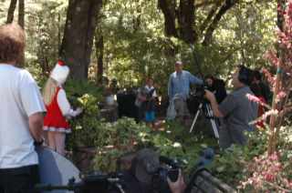 The North Pole Garden. Among the trees on Mt. St. Helena.